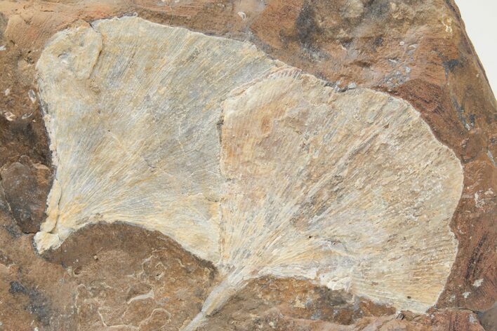 Fossil Ginkgo Leaves From North Dakota - Paleocene #221224